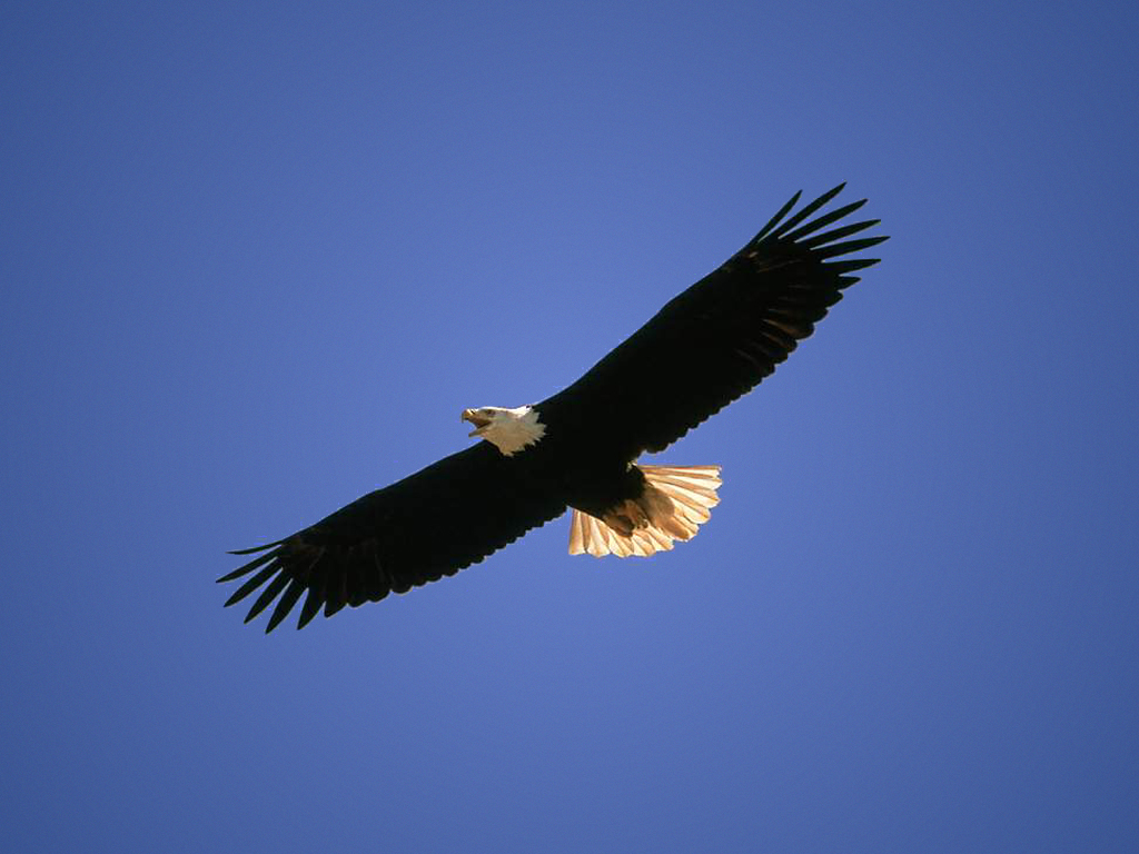 Eagle56.jpg