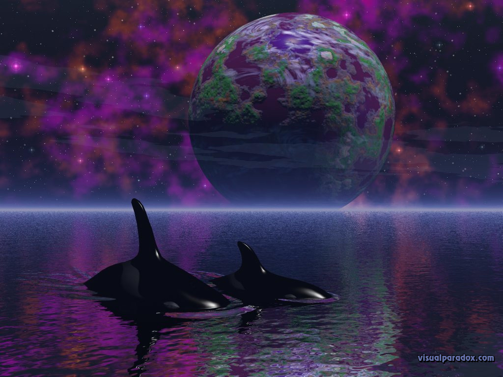 orcasdream.jpg